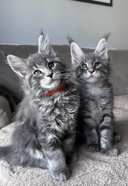 Ready now Pure breed Maine coons kittens image 5