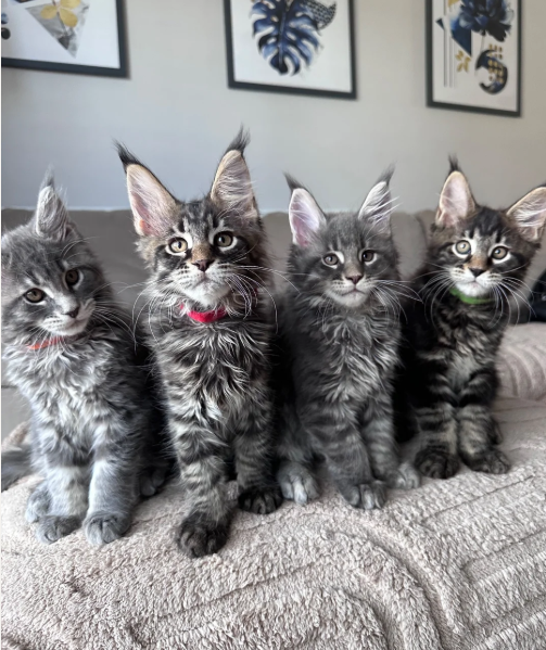 Ready now Pure breed Maine coons kittens image 6