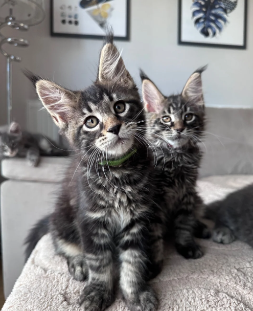 Ready now Pure breed Maine coons kittens image 7