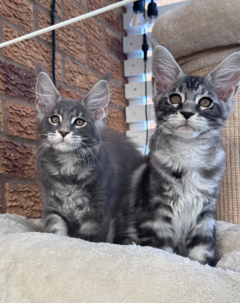 Ready now Pure breed Maine coons kittens image 8