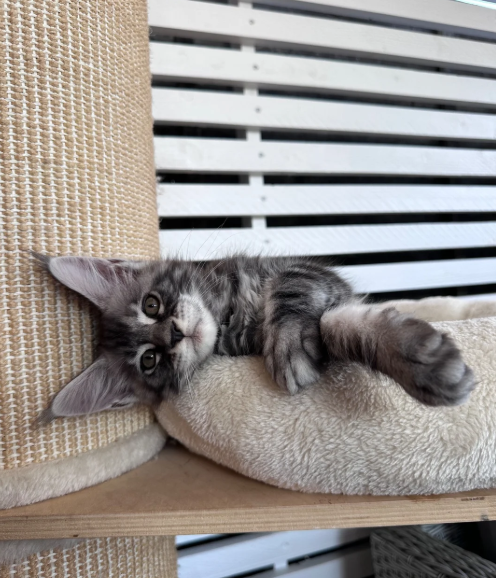 Ready now Pure breed Maine coons kittens image 9