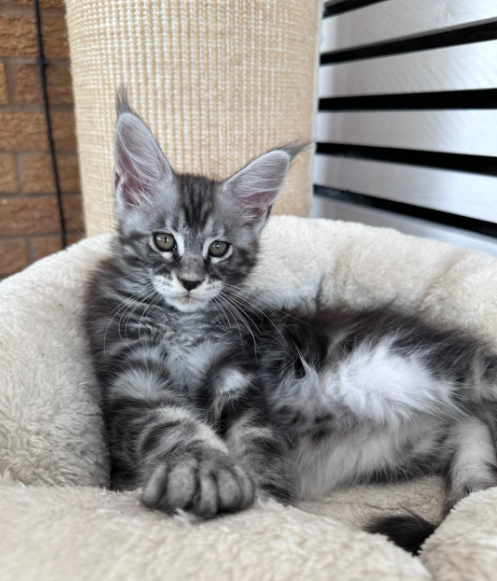 Ready now Pure breed Maine coons kittens image 10