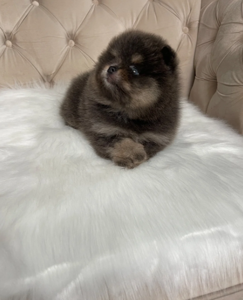 ✨ RARE POMERANIAN BOY ✨ image 1