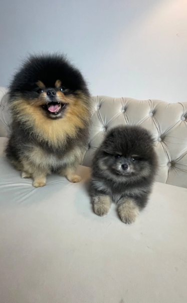 ✨ RARE POMERANIAN BOY ✨ image 2