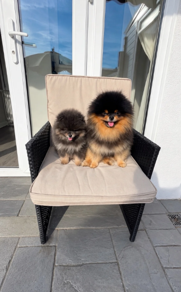✨ RARE POMERANIAN BOY ✨ image 3