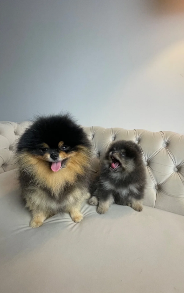 ✨ RARE POMERANIAN BOY ✨ image 4
