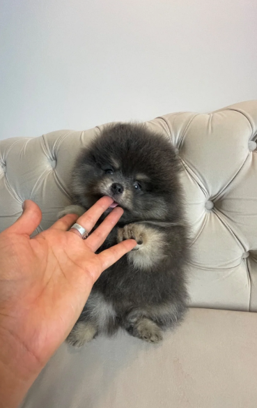 ✨ RARE POMERANIAN BOY ✨ image 5