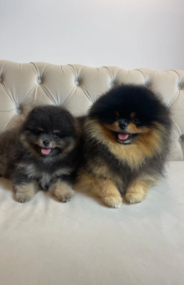 ✨ RARE POMERANIAN BOY ✨ image 6