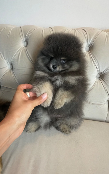 ✨ RARE POMERANIAN BOY ✨ image 7