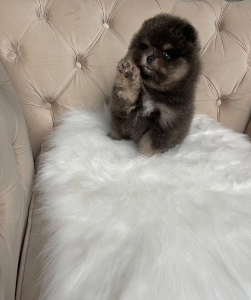 ✨ RARE POMERANIAN BOY ✨ image 8