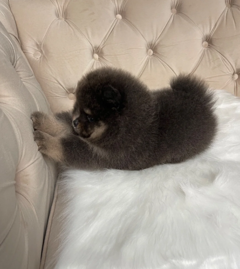 ✨ RARE POMERANIAN BOY ✨ image 9