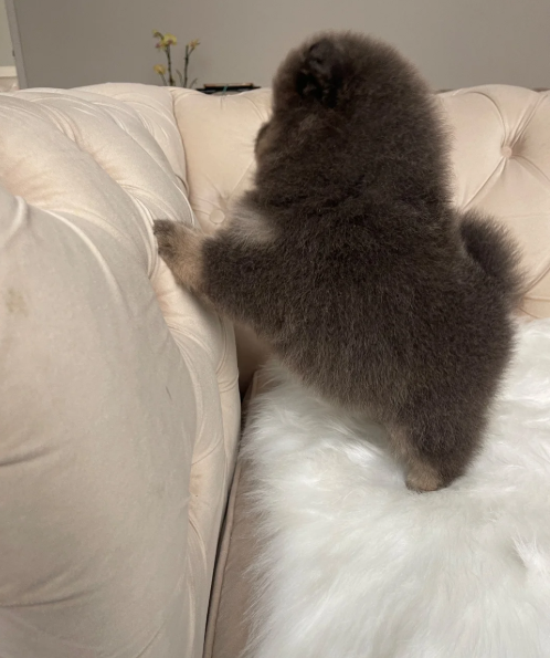 ✨ RARE POMERANIAN BOY ✨ image 10