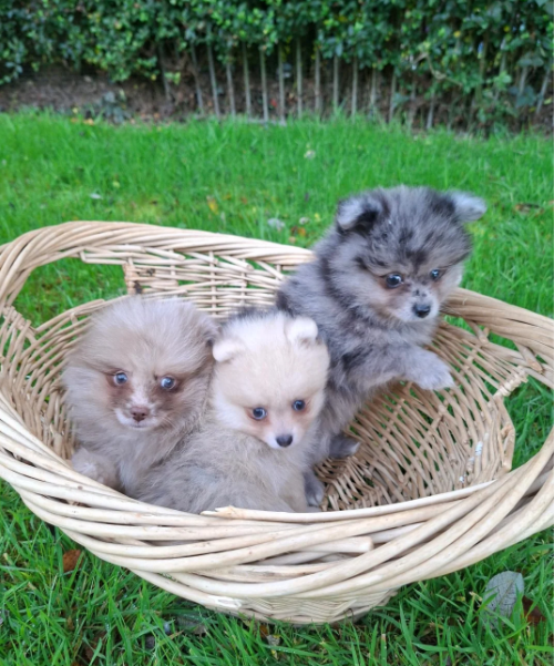 Registered Pomeranian Puppies image 1