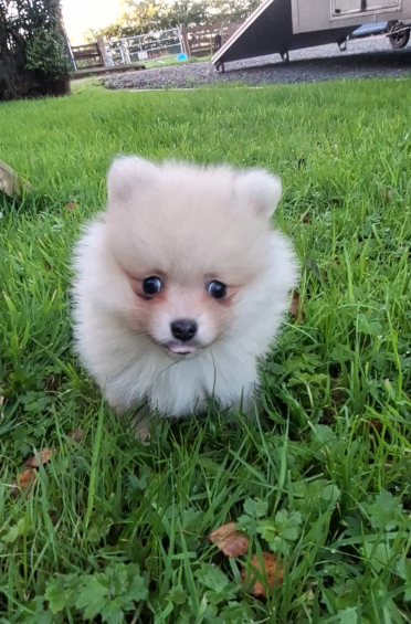 Registered Pomeranian Puppies image 2