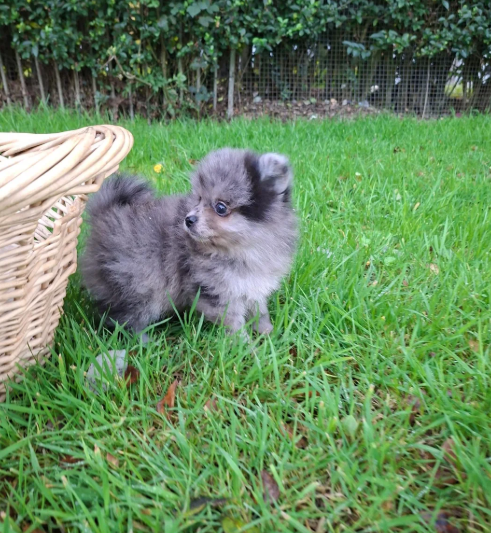 Registered Pomeranian Puppies image 3
