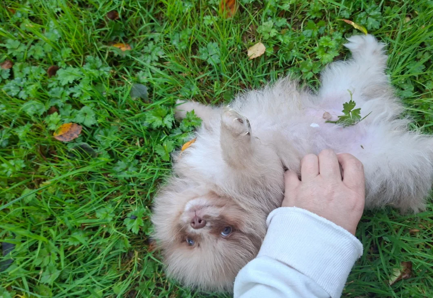 Registered Pomeranian Puppies image 4