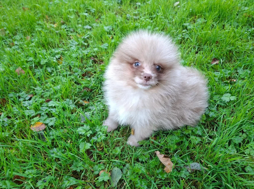 Registered Pomeranian Puppies image 5