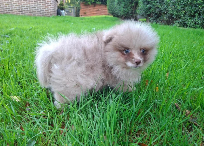 Registered Pomeranian Puppies image 6