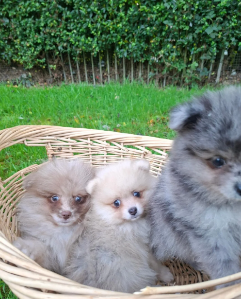 Registered Pomeranian Puppies image 7
