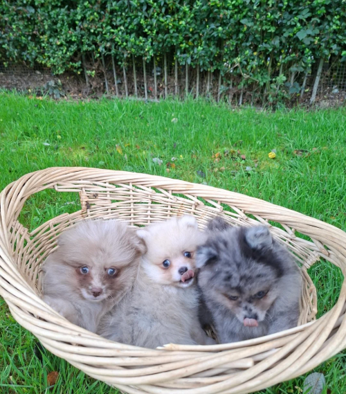 Registered Pomeranian Puppies image 8