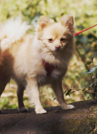 Registered Pomeranian Puppies image 9