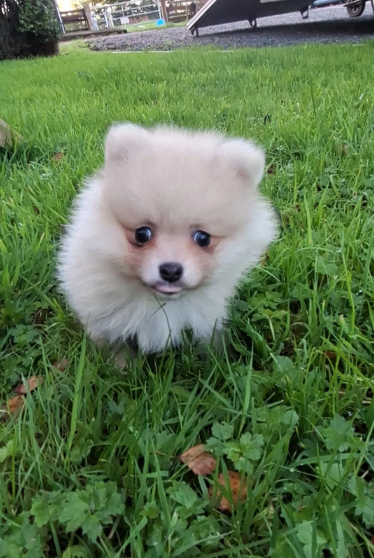 Registered Pomeranian Puppies image 10