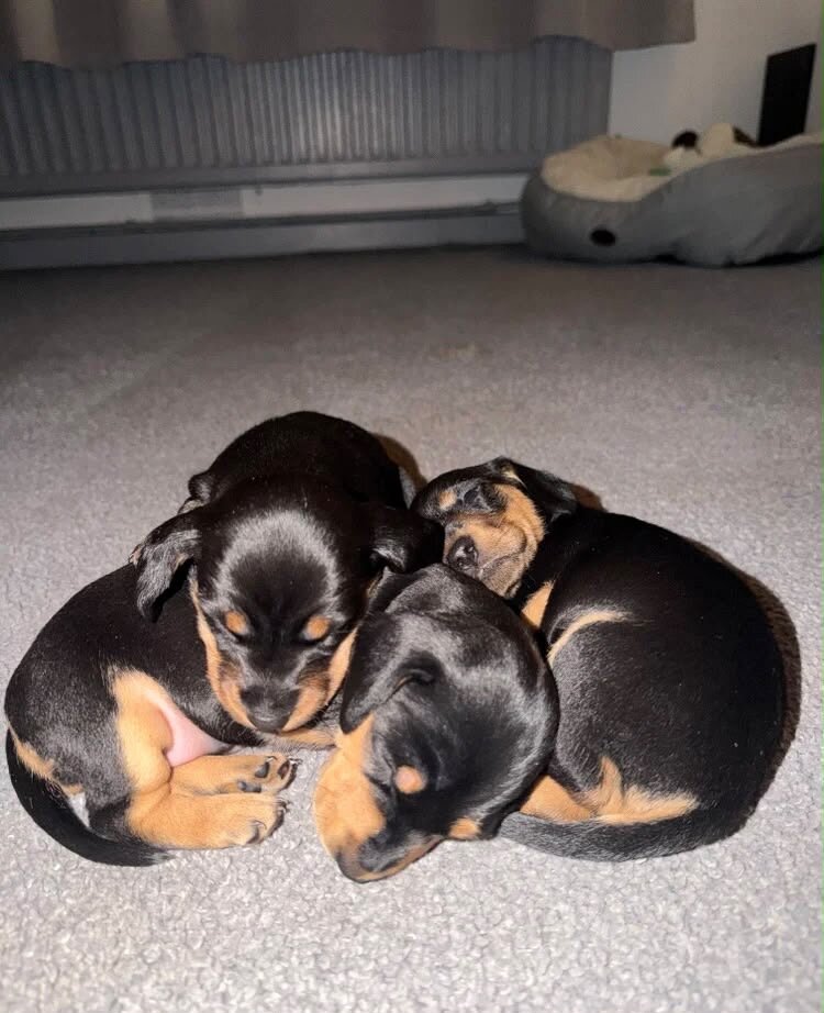 Miniature dachshunds for rehoming image 1