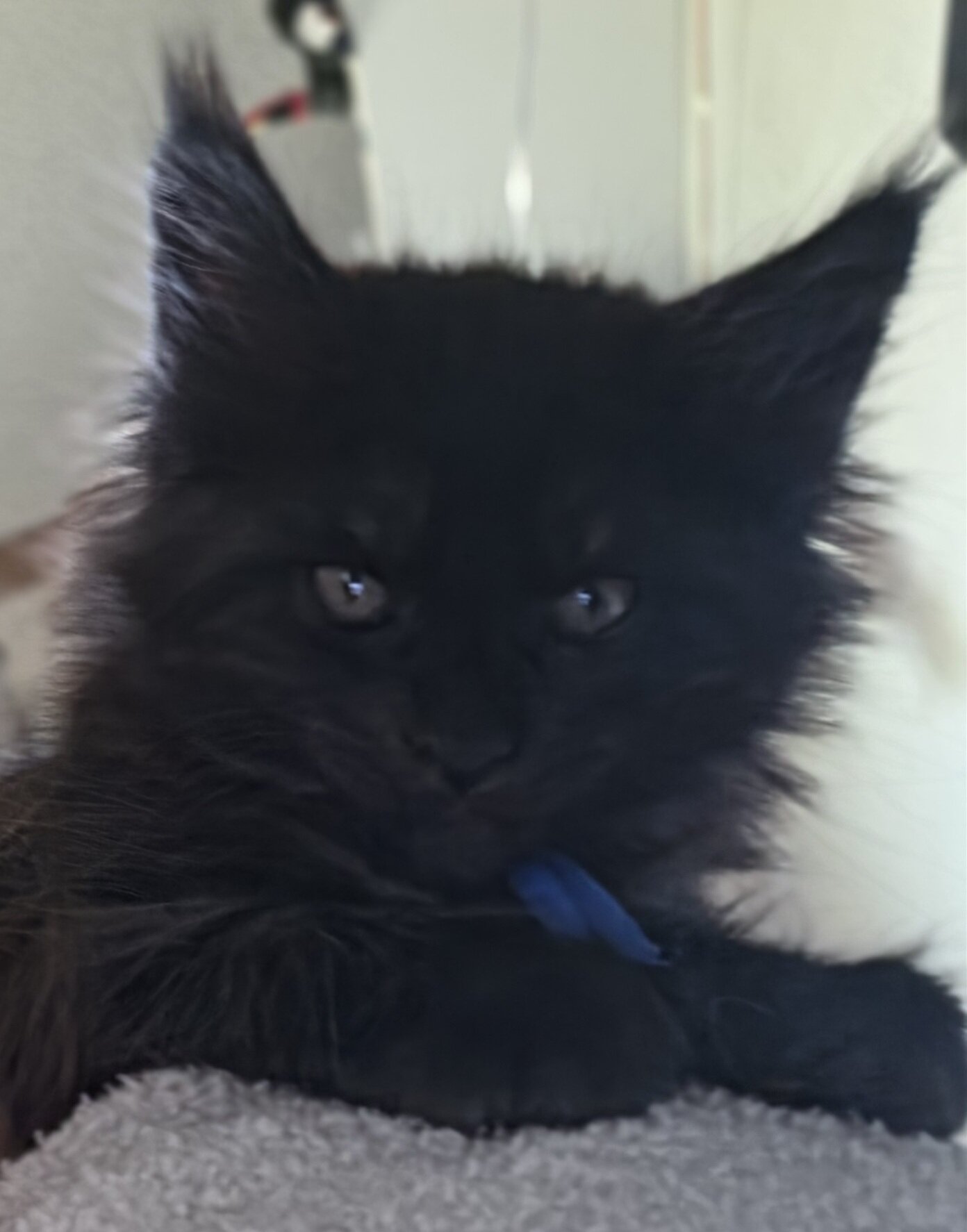Maine coon kittens image 7