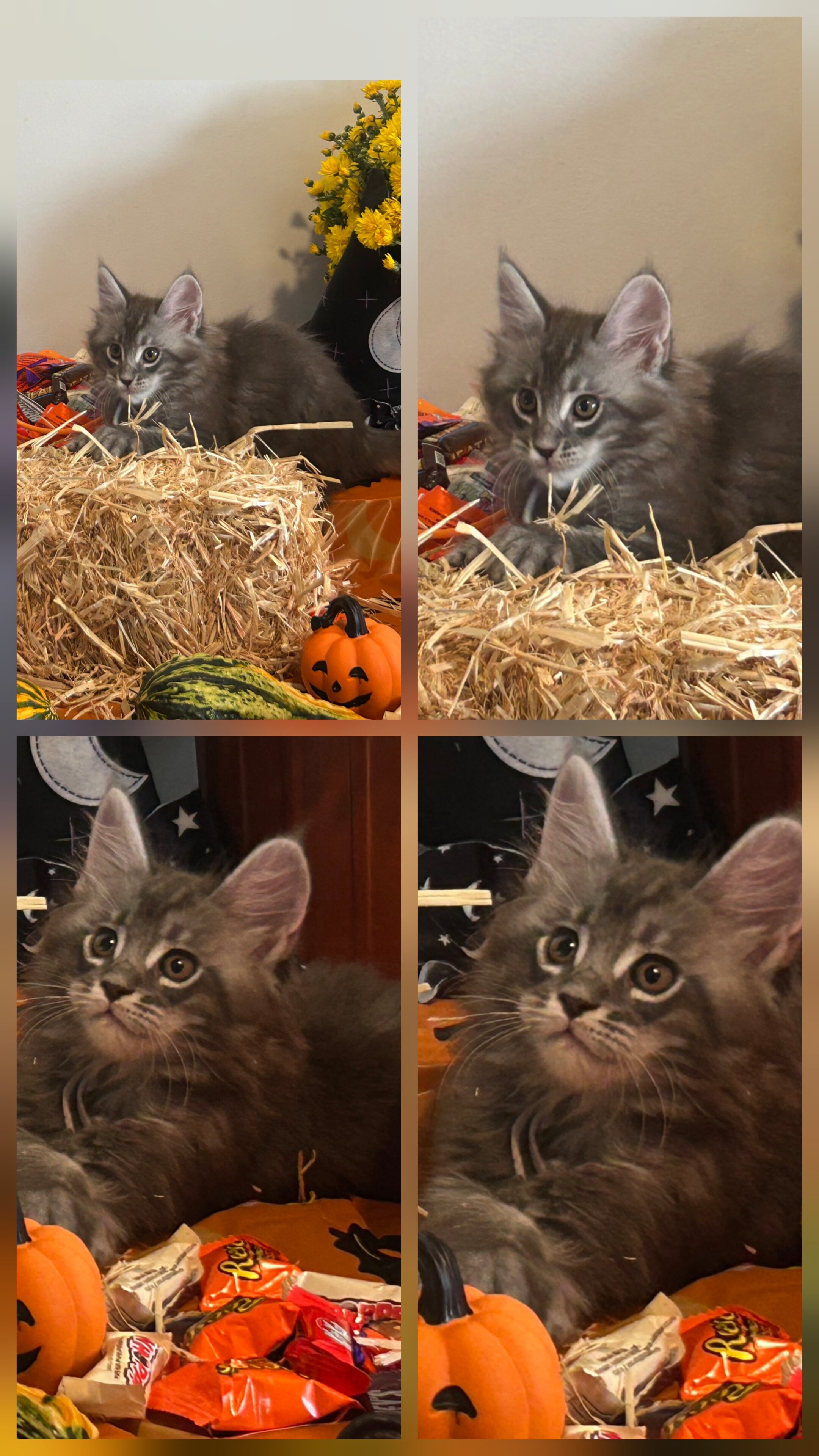 Maine coon kittens image 1