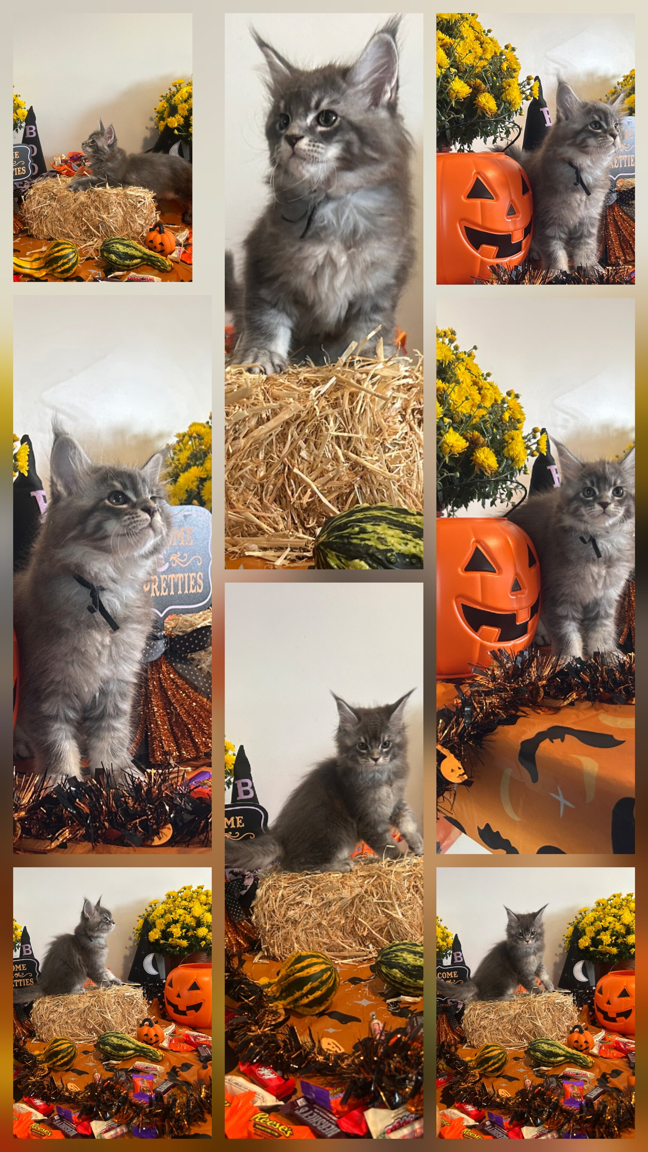 Maine coon kittens image 2