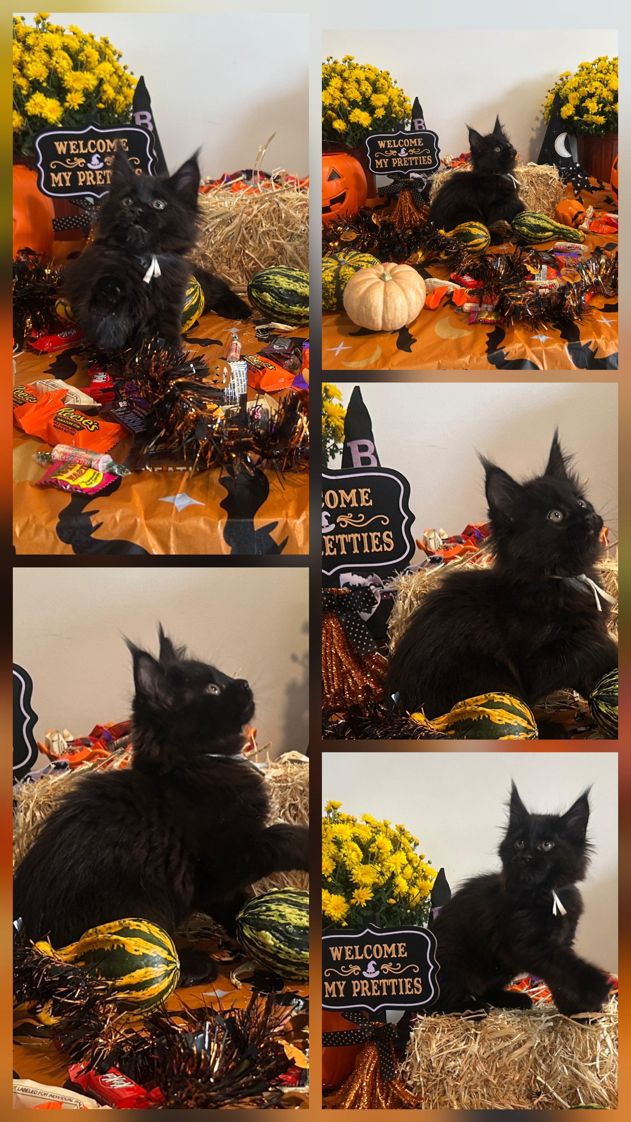 Maine coon kittens image 3