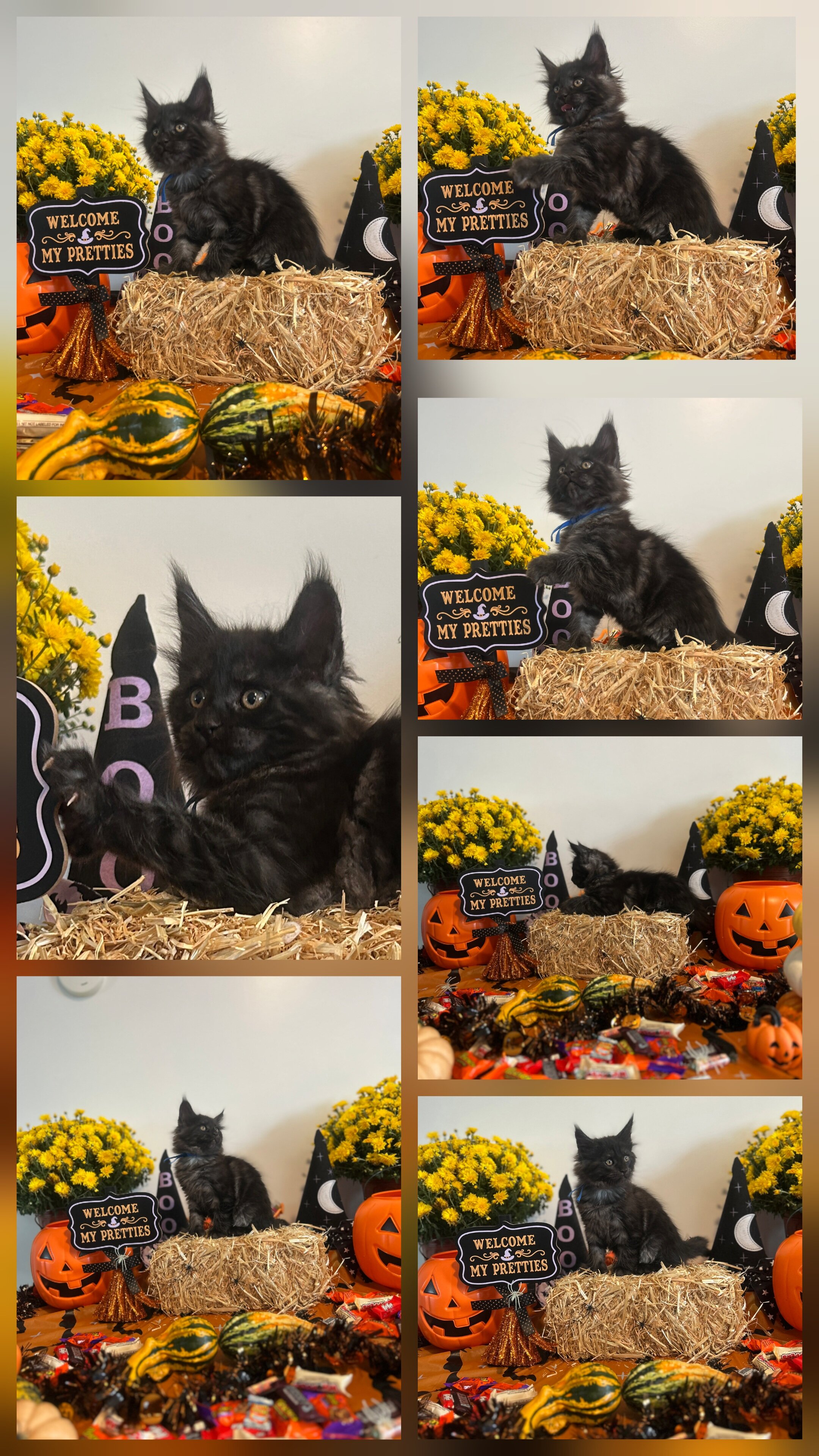 Maine coon kittens image 5