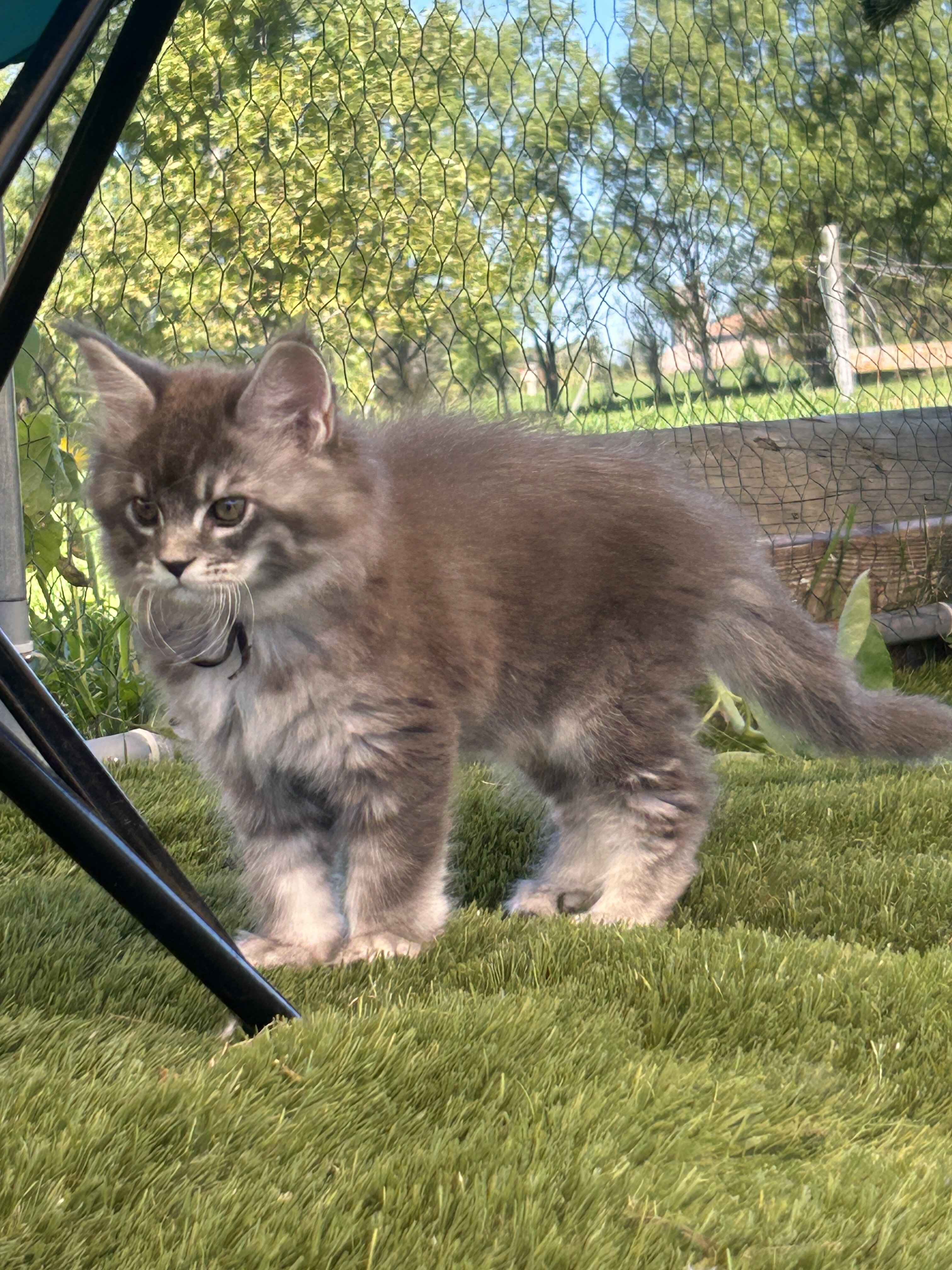 Maine coon kittens image 8