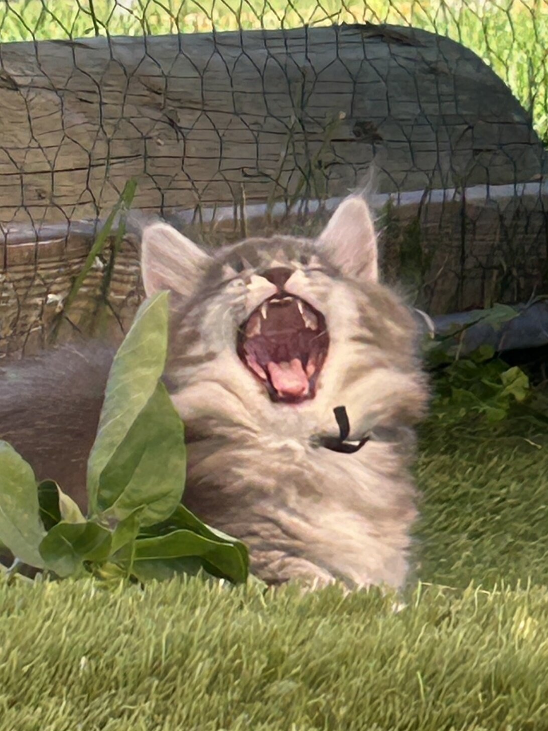 Maine coon kittens image 6
