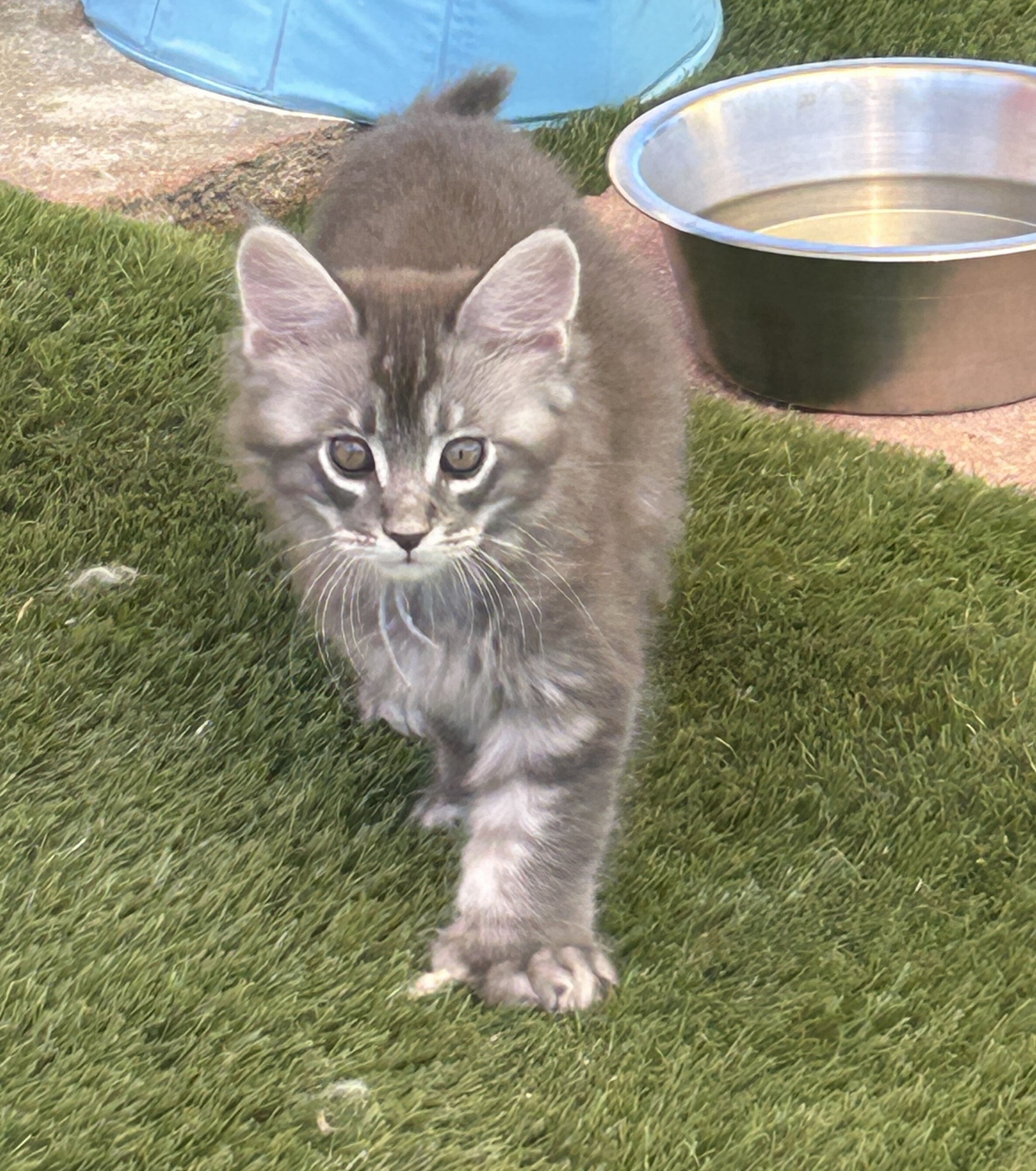 Maine coon kittens image 9