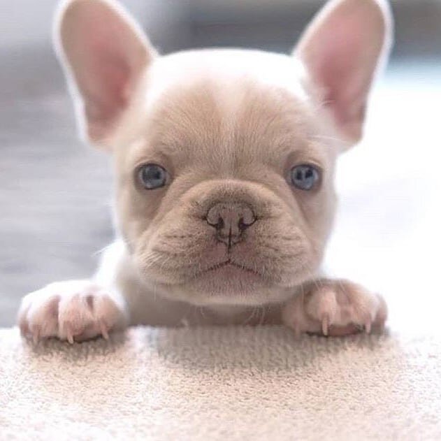 Platinum Cream French Bulldog Puppy blue eyes image 2