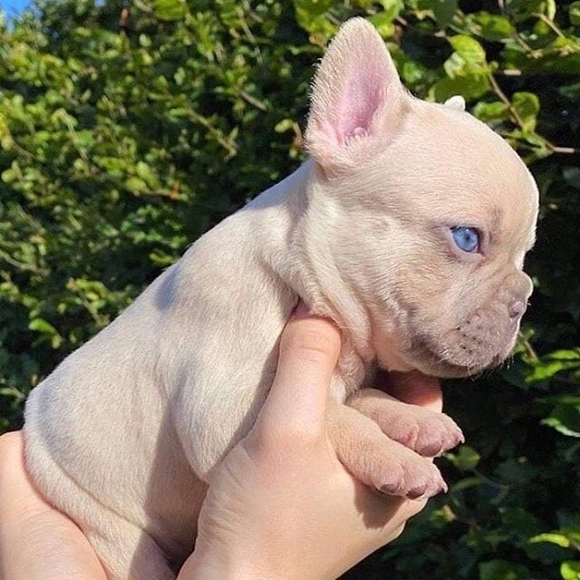 Platinum Cream French Bulldog Puppy blue eyes image 1