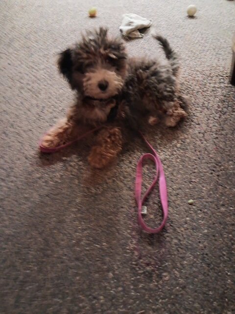 3 1/2 month old Female, Bernedoodle image 3