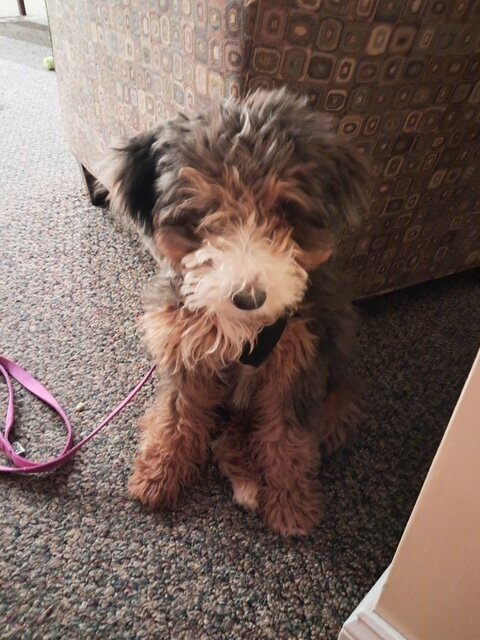 3 1/2 month old Female, Bernedoodle image 1