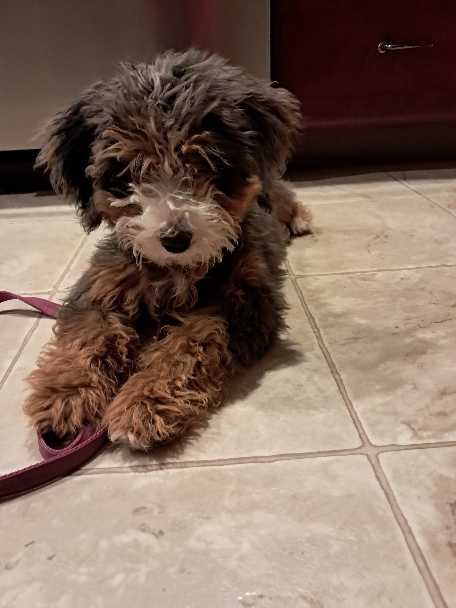 3 1/2 month old Female, Bernedoodle image 2