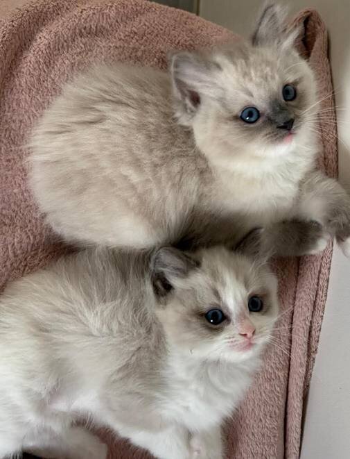 Ragdoll Kittens Ready image 1