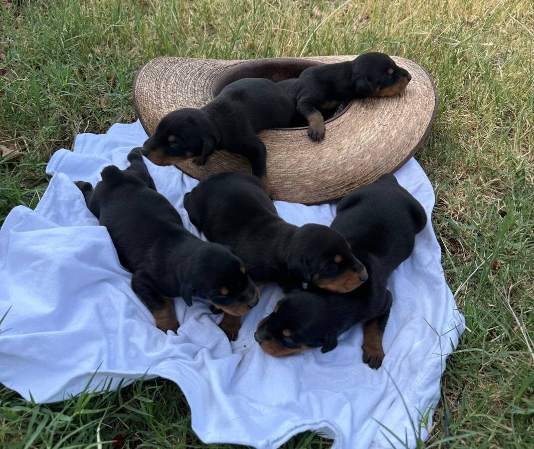 European Doberman Puppies image 1