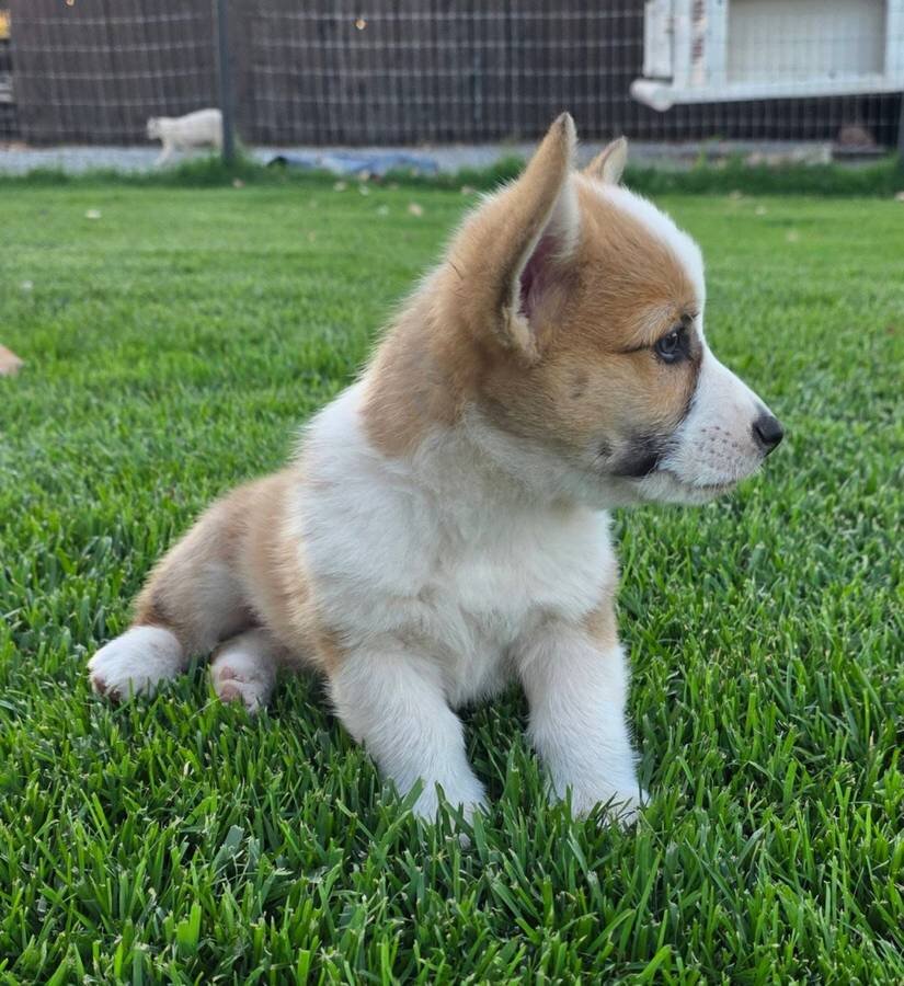 Pembroke Welsh Corgi AKC Puppies image 1
