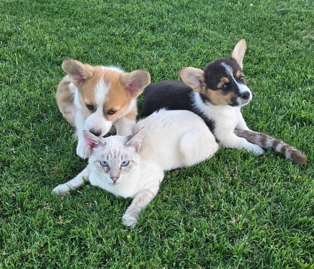 Pembroke Welsh Corgi AKC Puppies image 2