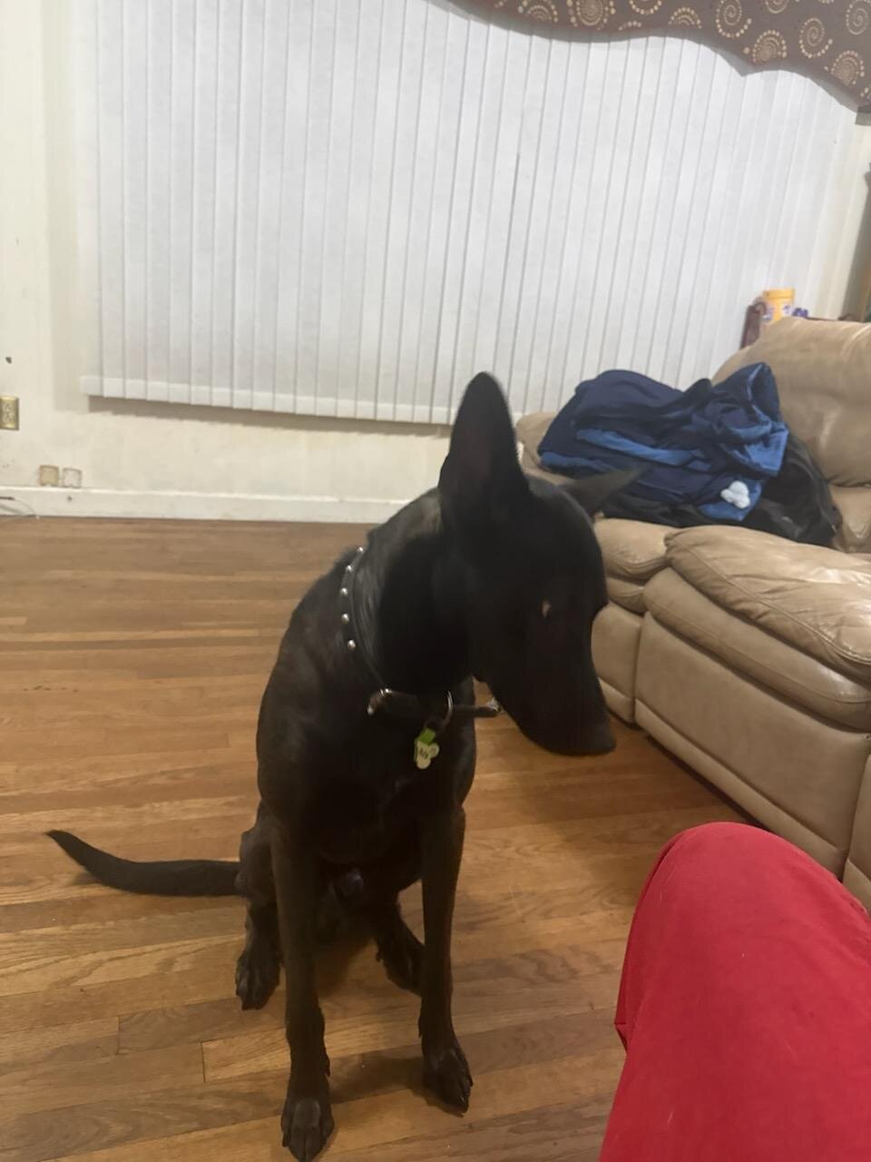 Belgian Malinois image 2