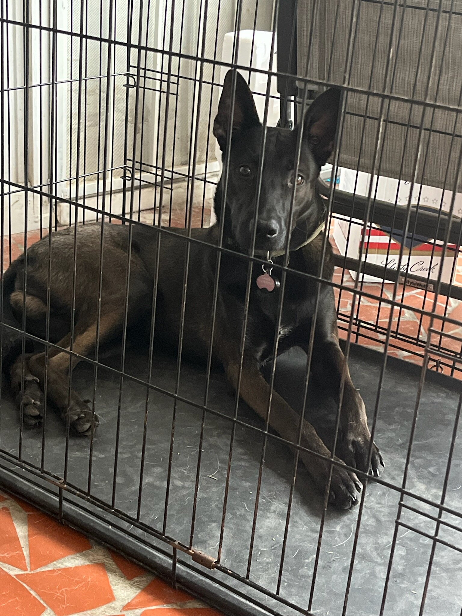 Belgian Malinois image 1