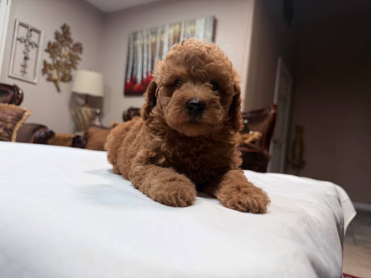 Mini golden doodle Puppies image 1