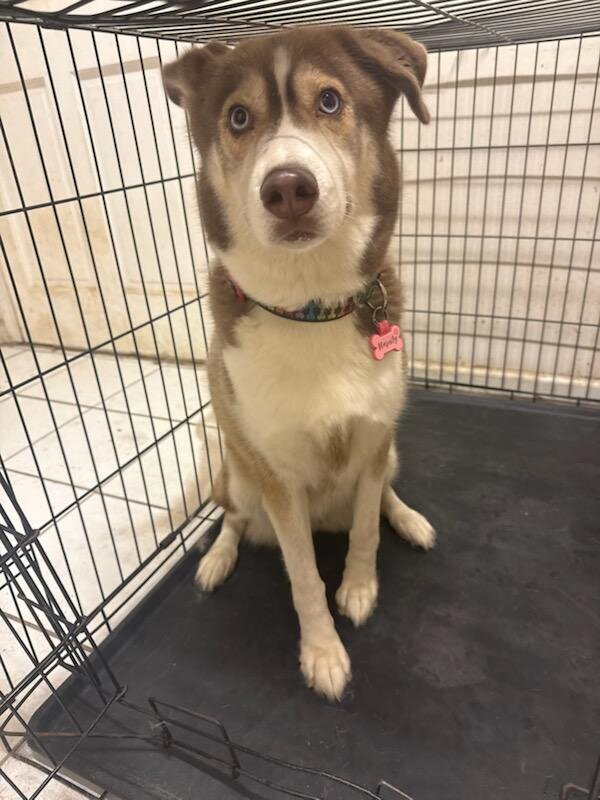 Husky mix image 2