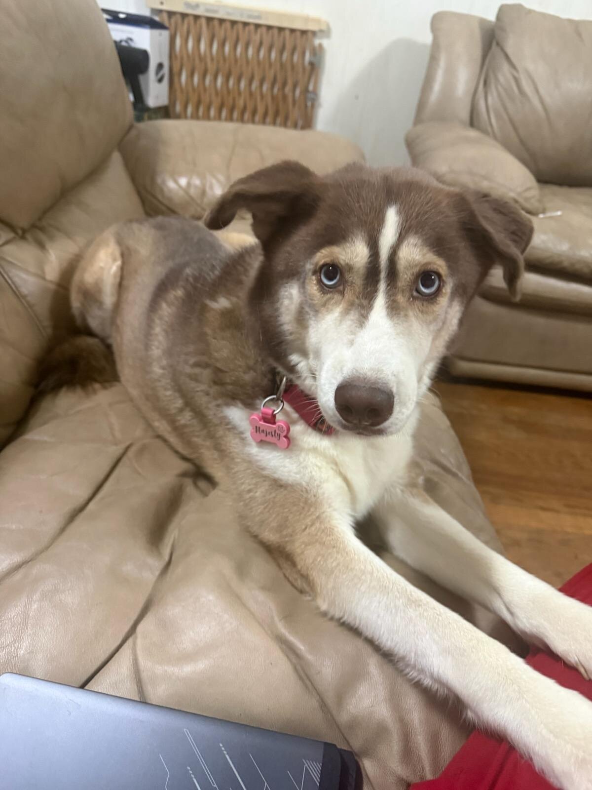 Husky mix image 1