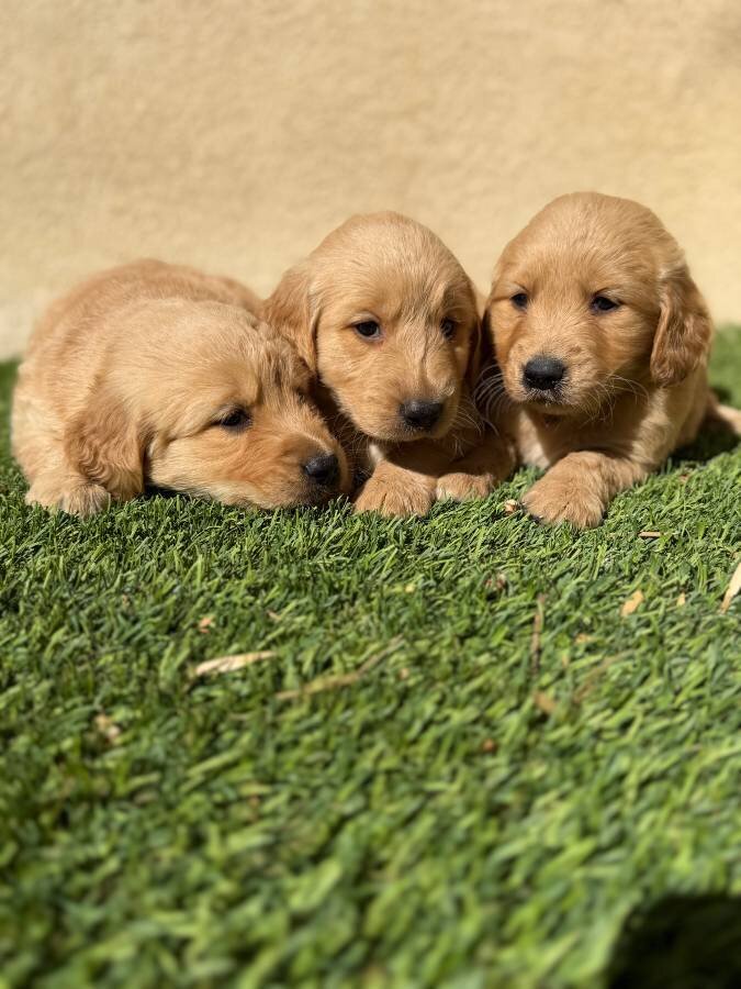GOLDEN RETRIEVER MALES AND FEMALES PUPPIES image 1